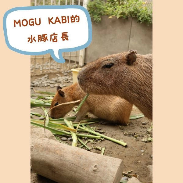 MOGU KABI夏威夷豆塔專賣店內有水豚