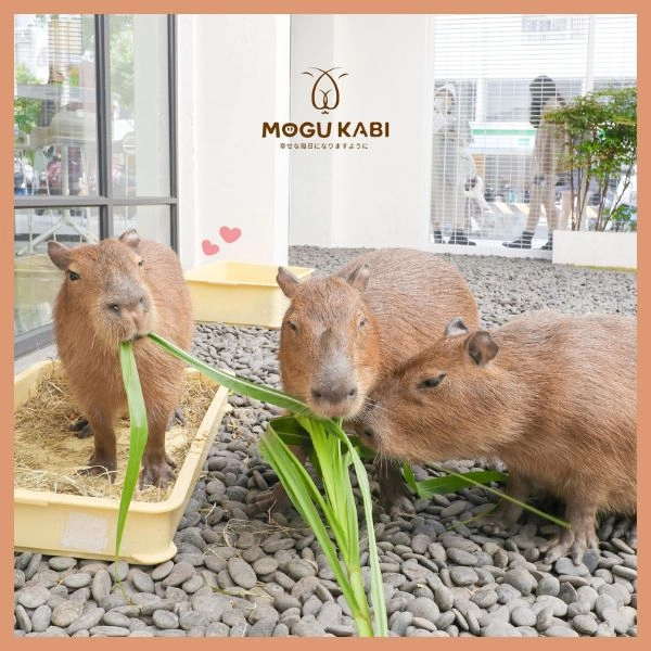 台灣水豚景點推薦－MOGU KABI 豆塔專賣店