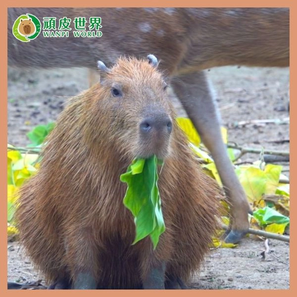 台灣水豚景點推薦－頑皮世界野生動物園